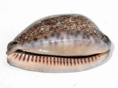 紫貝齒的功效與作用