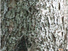 楠木皮的功效與作用，楠木皮的圖片，楠木皮用法及注意事項