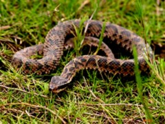 蝮蛇骨的功效與作用，蝮蛇骨的圖片，蝮蛇骨用法及注意事項