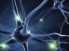 病毒基孔肯雅熱傳播途徑